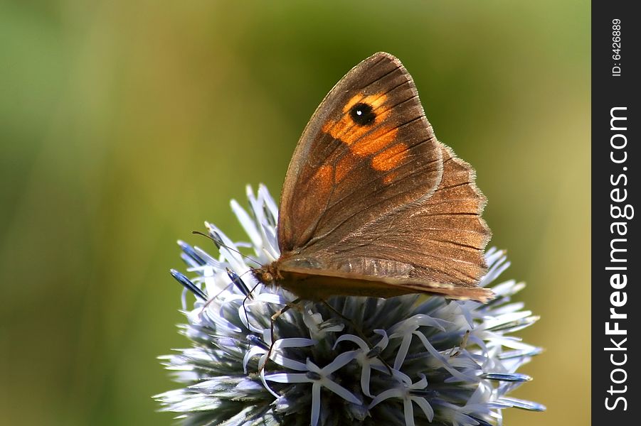 A butterfly taken in Prague nature in summer. A butterfly taken in Prague nature in summer