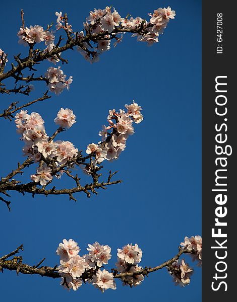 Almond Blossom against a blue sky