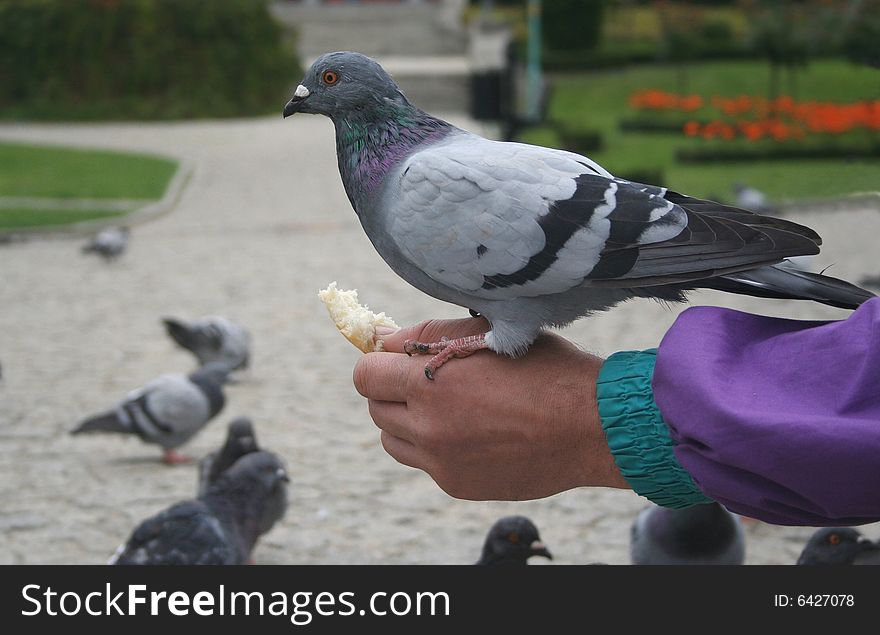 The pigeon on a hand in the Park. The pigeon on a hand in the Park
