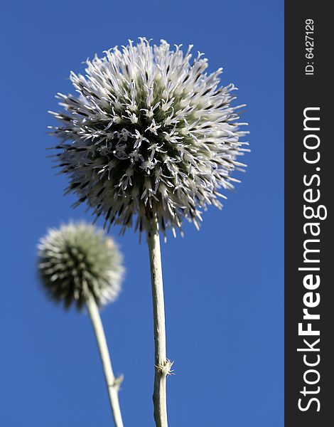 Close - up of thistle over blue sky.