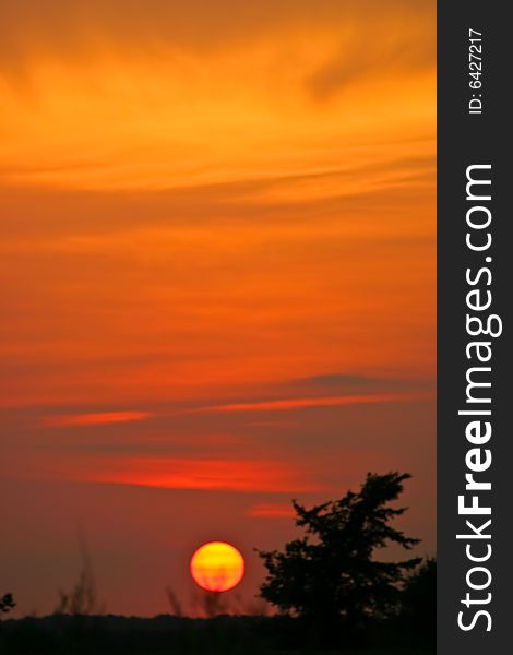 Trees in silhouette on hillside at dusk, square frame