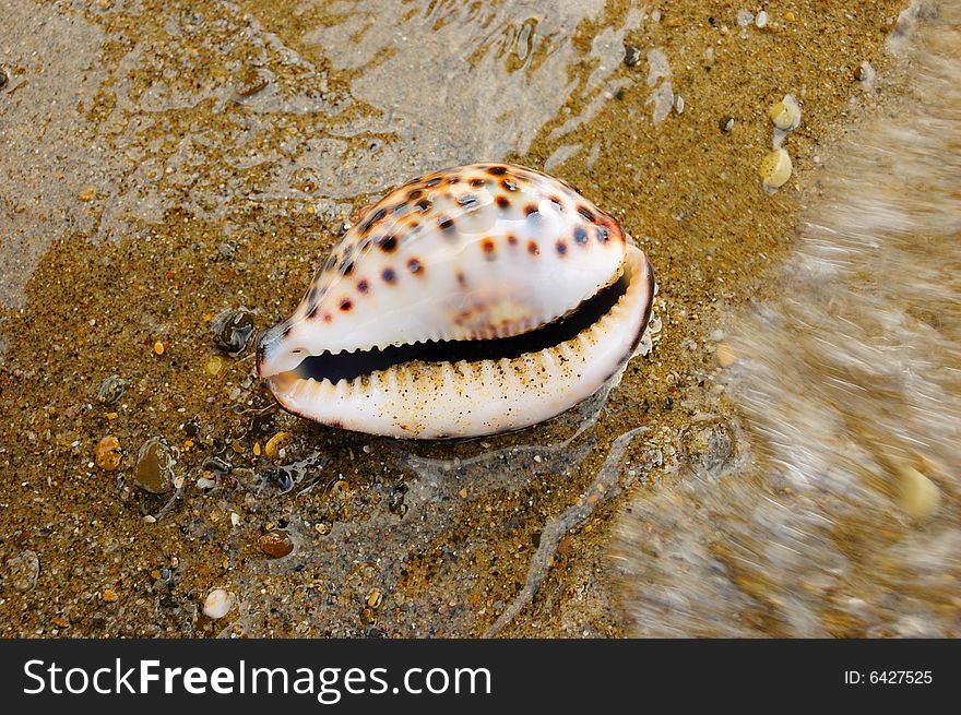 Closeup of colored sea shell over wet sand