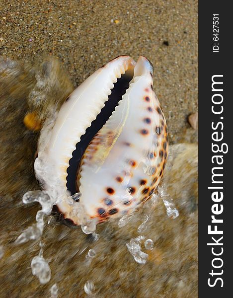 Closeup of colored sea shell over wet sand