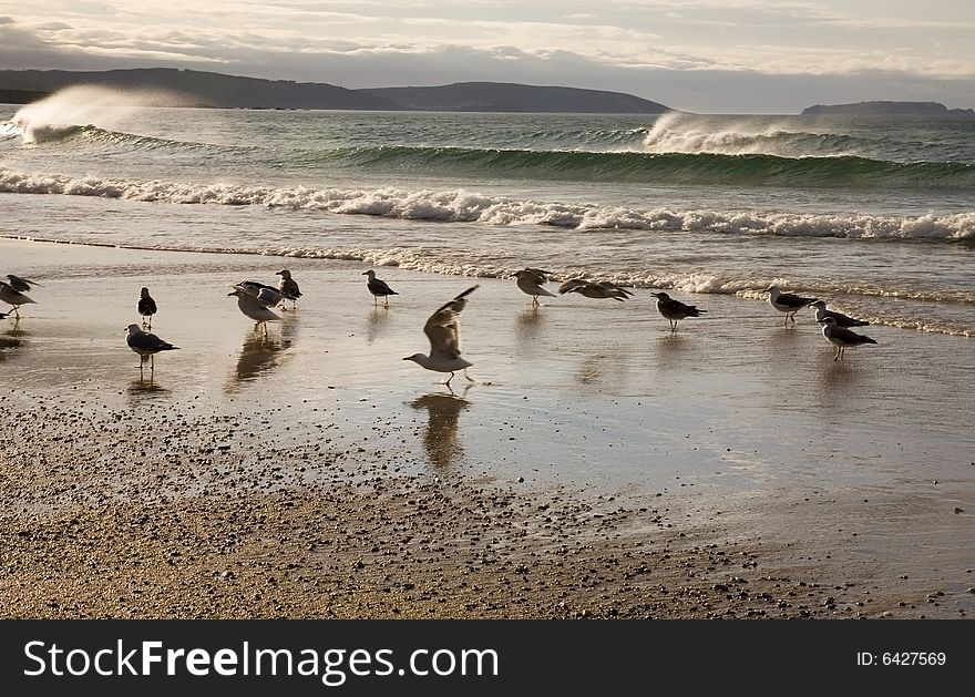 Seagulls at the shore of the sea