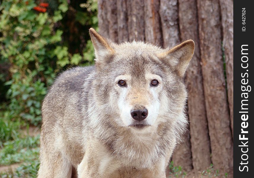 Wolf grey or ordinary Canis lupus in a zoo