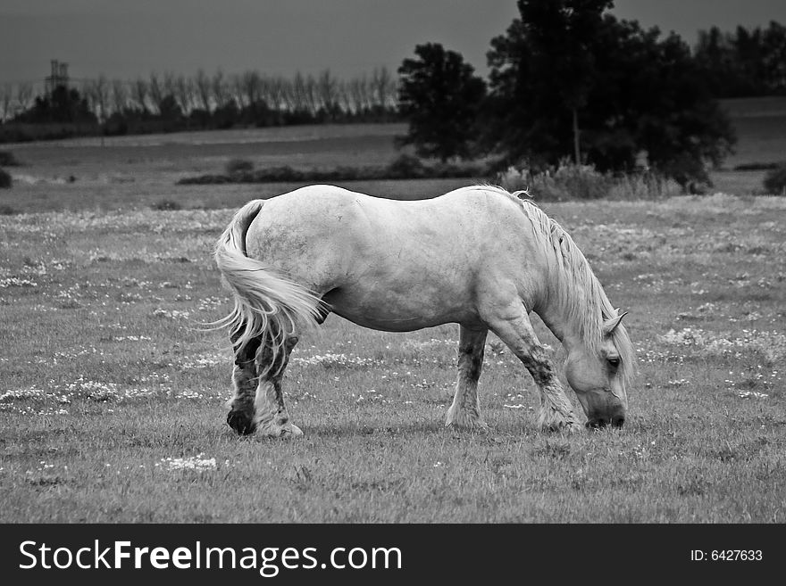 White Arab horse grazing in a meadow during the spring time.