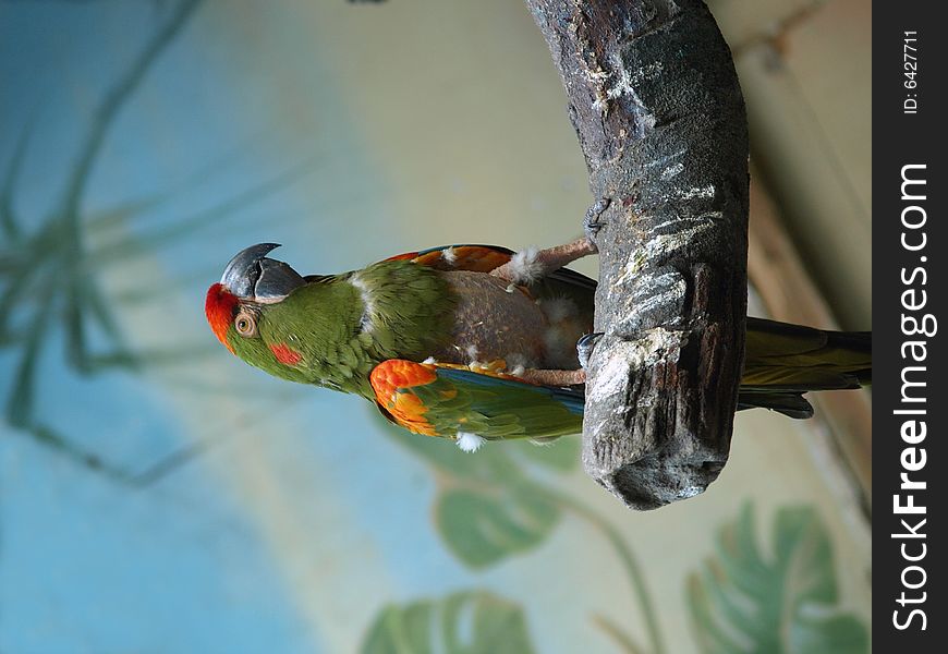 Green parrot sits on the branch