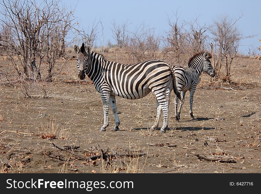 Global warming and Zebras in Africa. Global warming and Zebras in Africa.