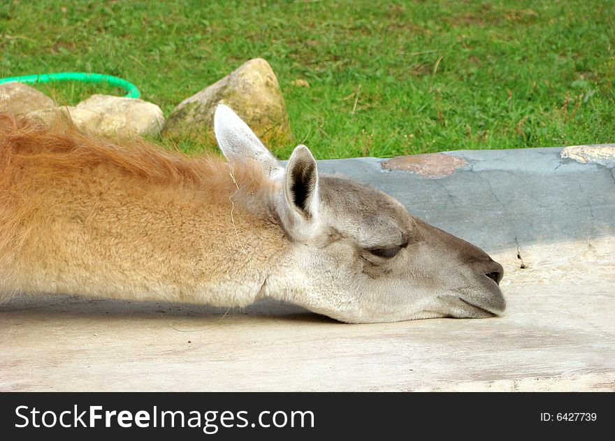 Llama Lama guanacoe on rest