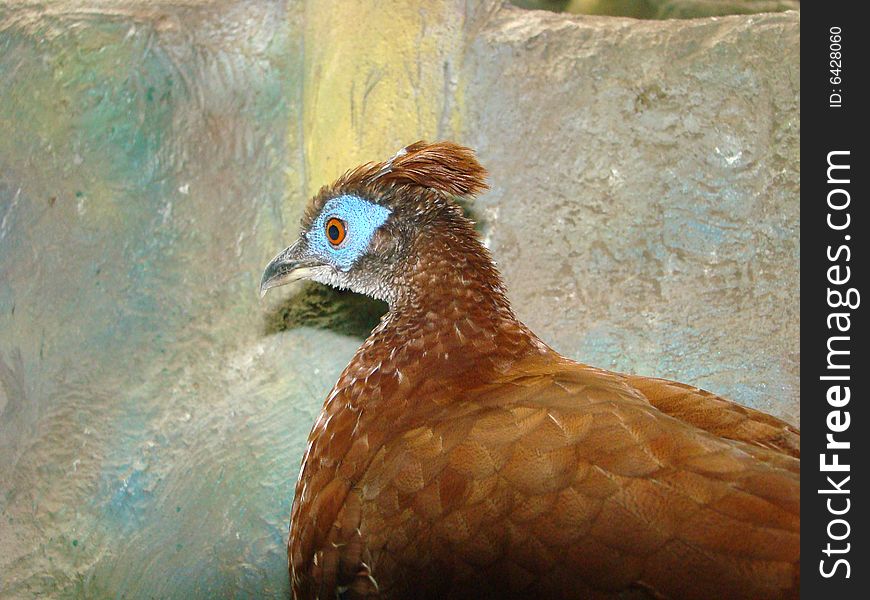 Bird with brown plumage and a dark blue stain round eyes