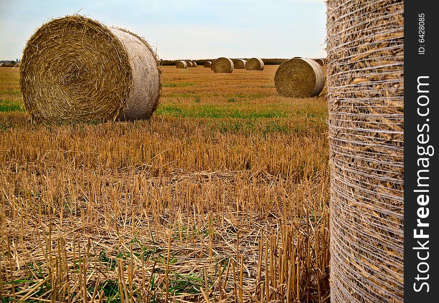 Field in the autumn season. Field in the autumn season