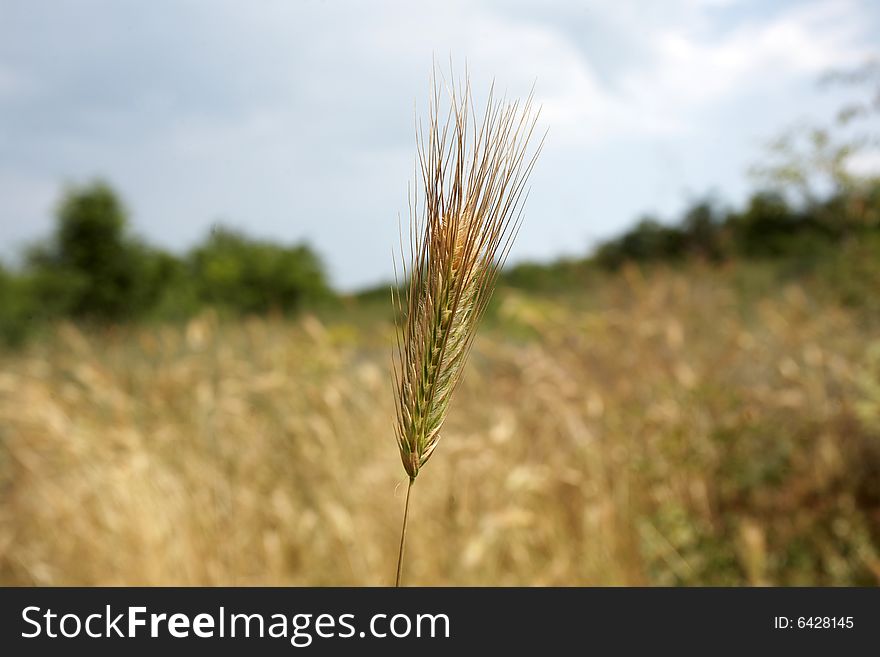 Corn field in the summer sun