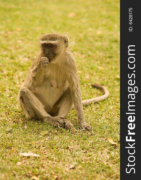 Ververt Monkey Livingstone Zambia Africa