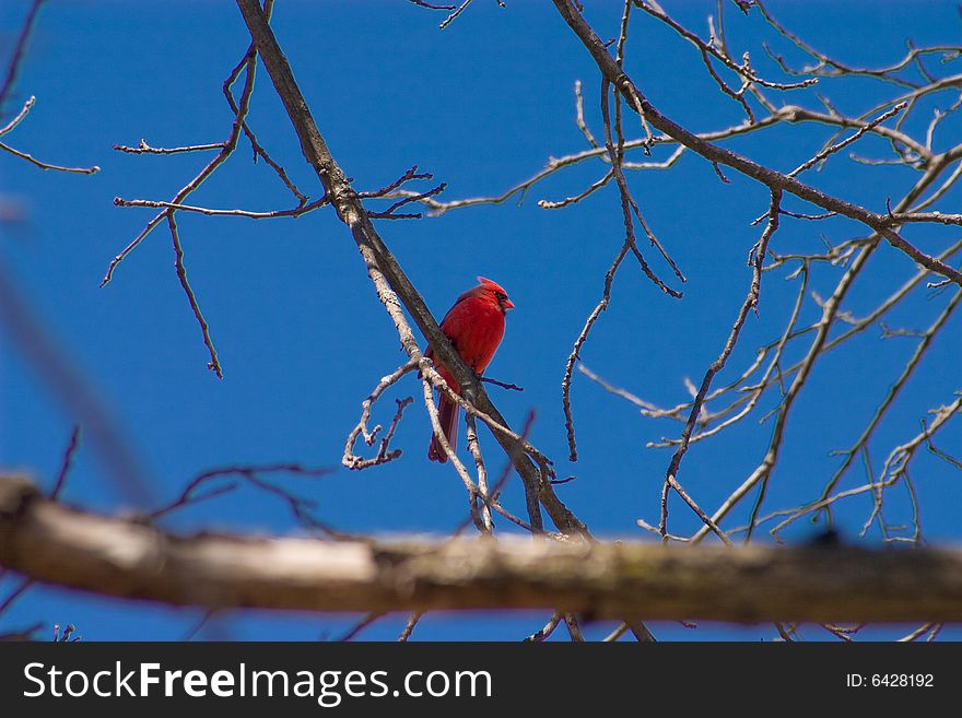 Male Cardinal in Winter sitting on a branch