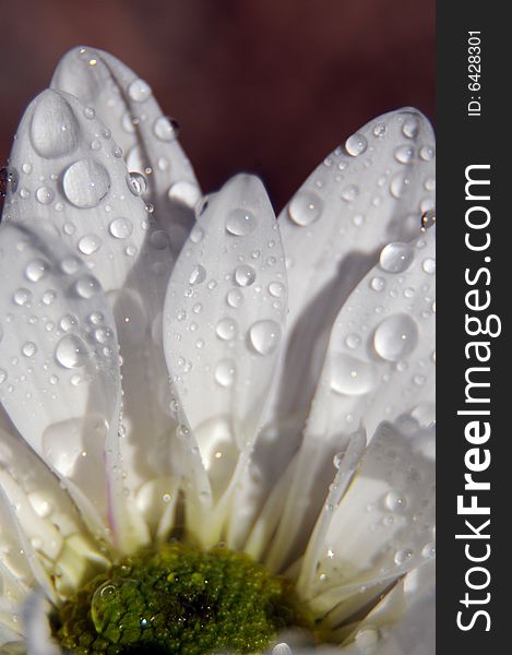 Close up photo of a white daisy splashed with water