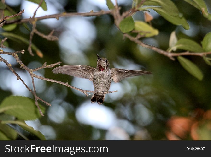 Hummingbird with wings spread wide. Hummingbird with wings spread wide