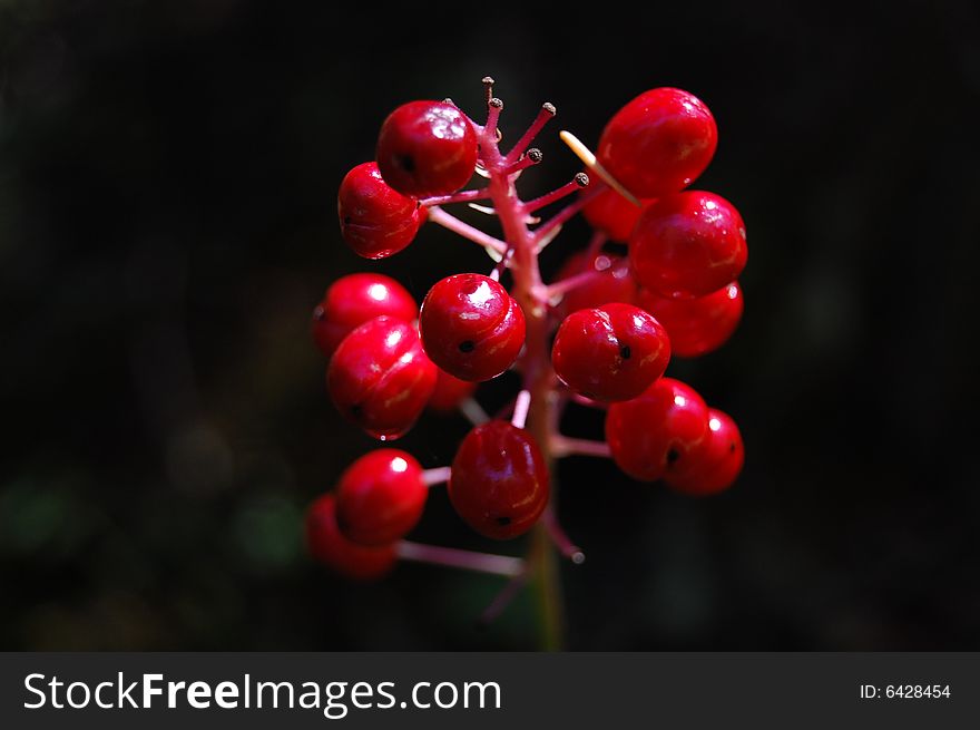 Beautiful red berries upclose in fall. Beautiful red berries upclose in fall