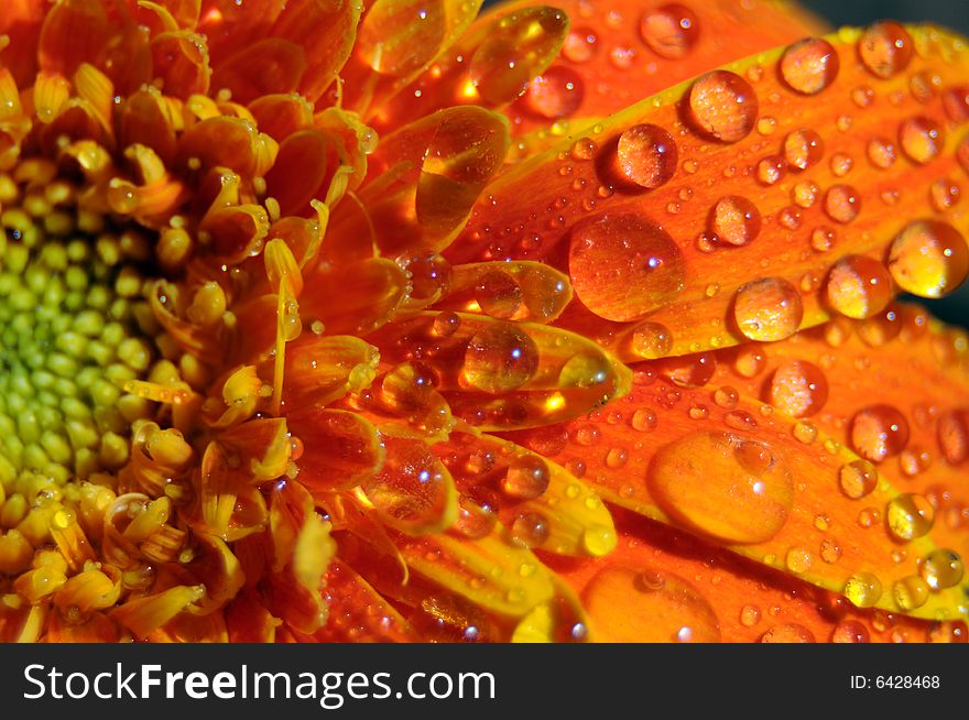 Closeup photo of an orange gerbera splashed with water