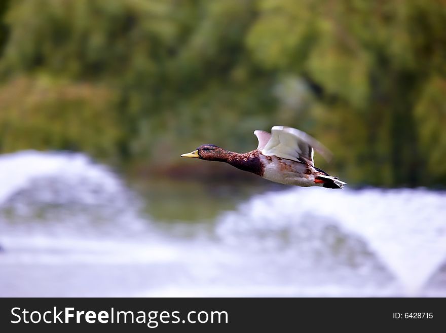 Mallard Flying Over The Pond
