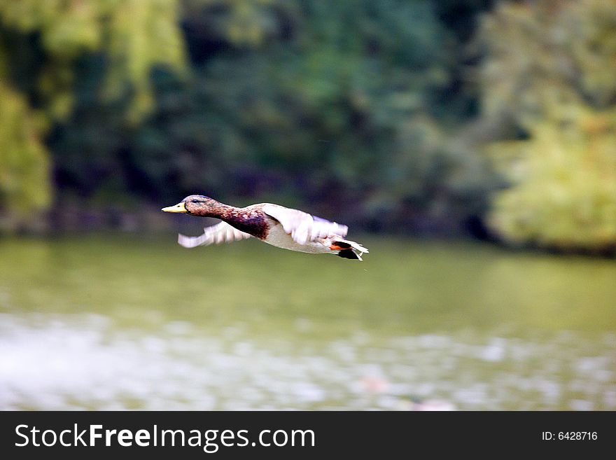 The mallard flying over the pond