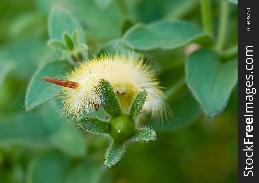 Fluffy caterpillar over blurred nature background. Fluffy caterpillar over blurred nature background