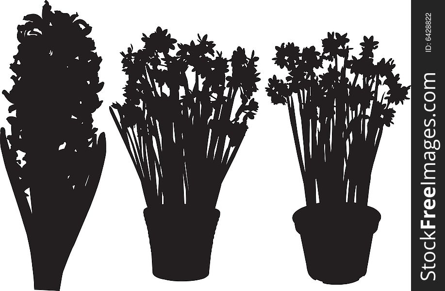 Black paper whits in pots silhouette. Black paper whits in pots silhouette