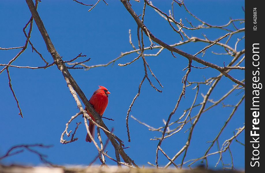 Male Cardinal