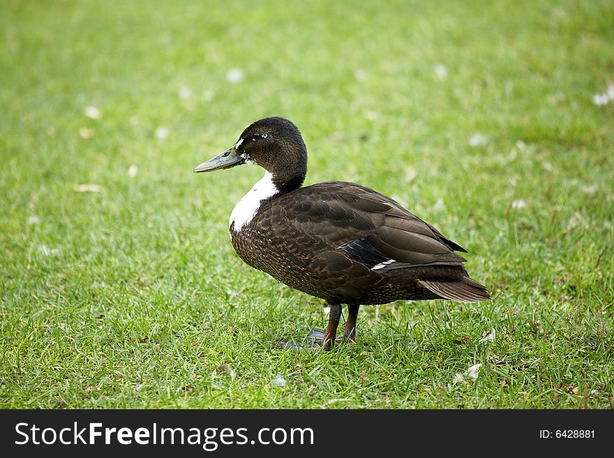 Photograph of a Duck ion the grass