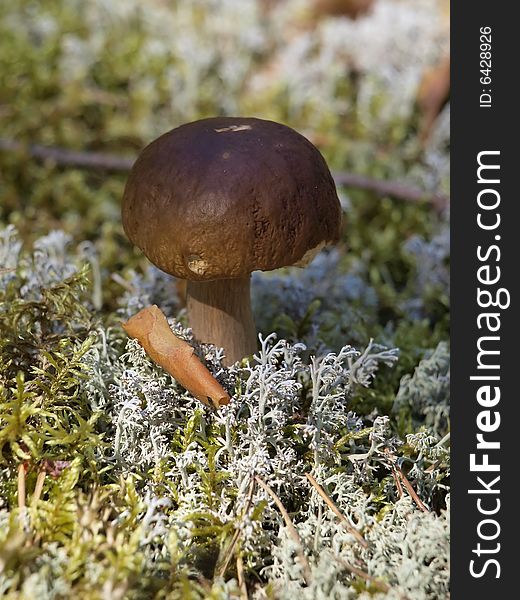 A little mushroom growing among moss in pine forest near town Vologda. A little mushroom growing among moss in pine forest near town Vologda