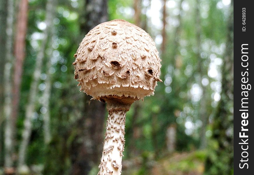 Russian Umbrella mushroom on the forest background.