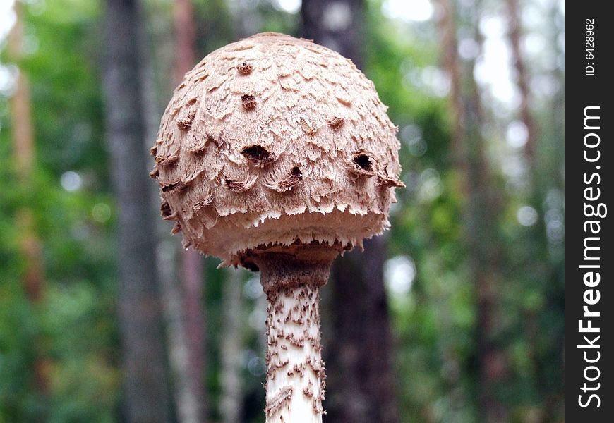 Umbrella Mushroom