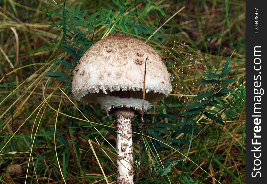 Russian Umbrella mushroom on the forest background.