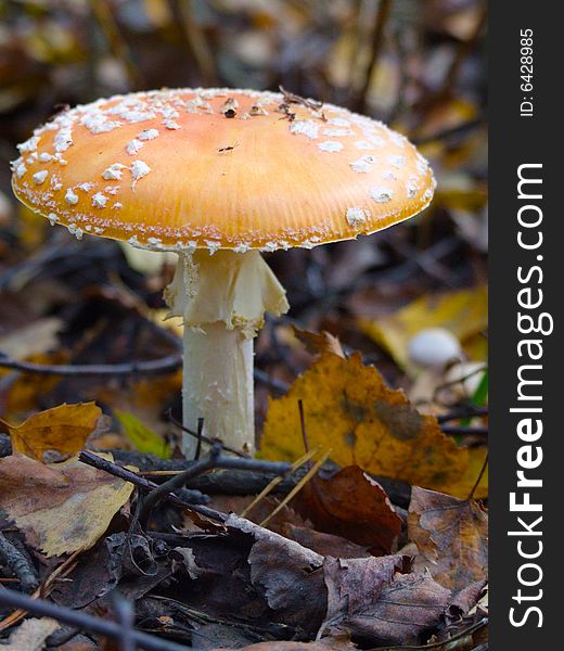 Red fly agaric close-up shot. Red fly agaric close-up shot