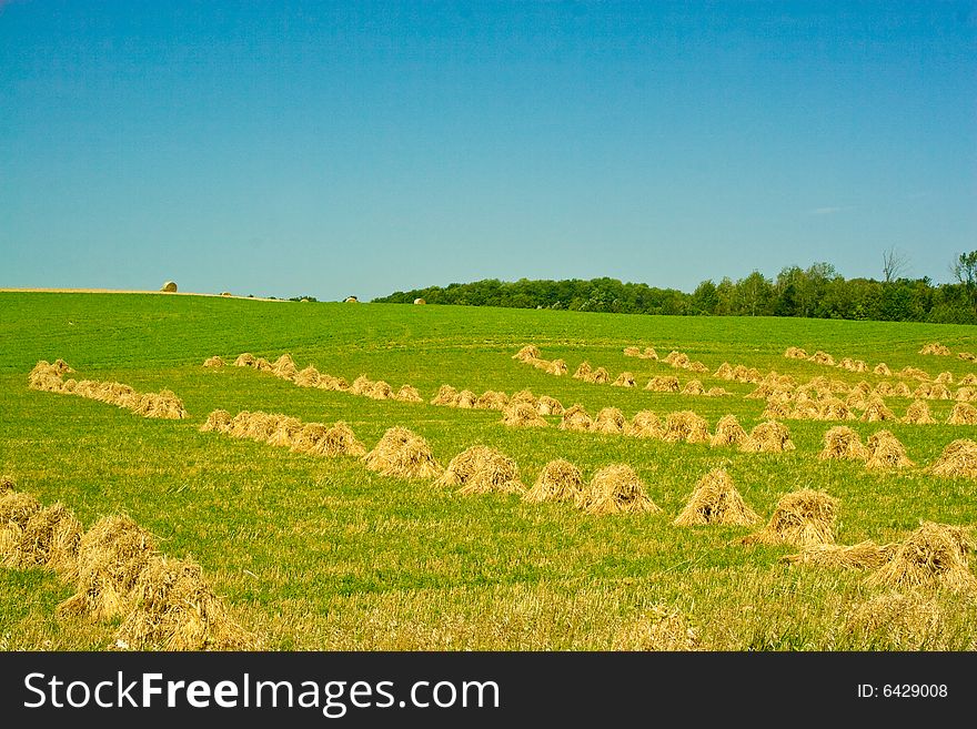 Reaped straw field with rows of straw. Reaped straw field with rows of straw