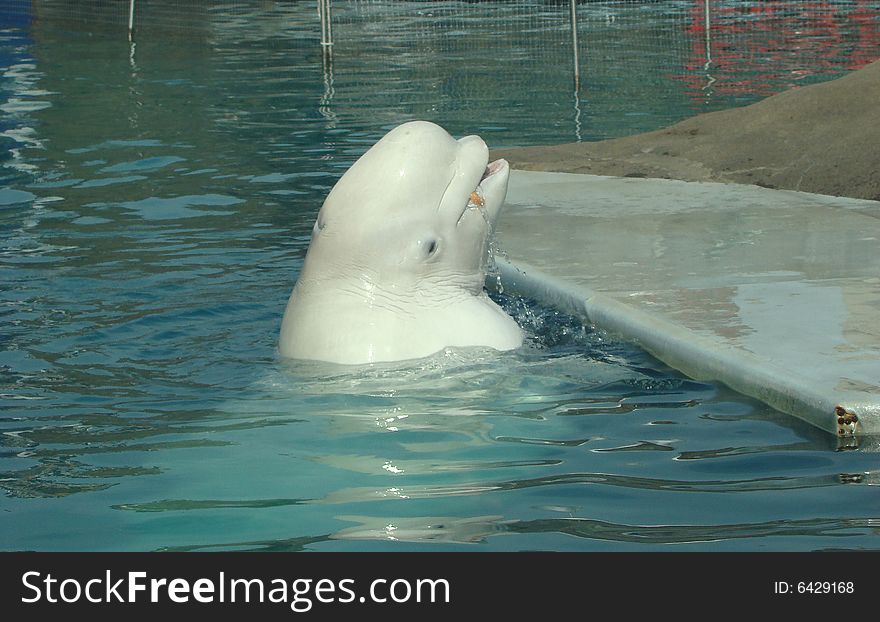 White whale Delphinapterus leucas in a delphinarium