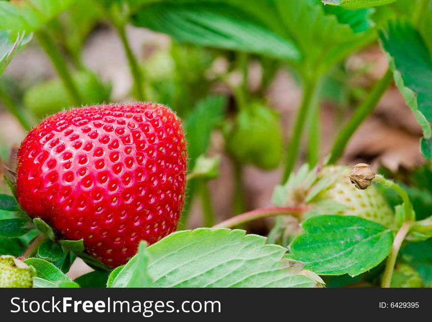 Close up of a delicious strawberry