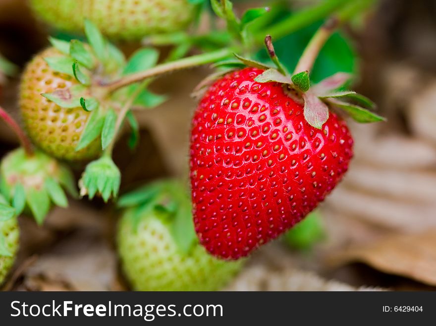Close Up Of A Strawberry