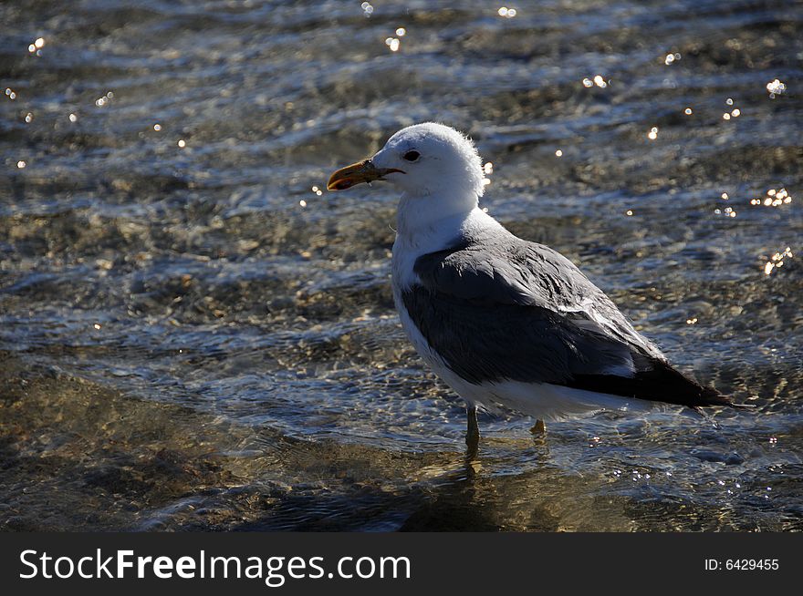 Seagull walking around in the water
