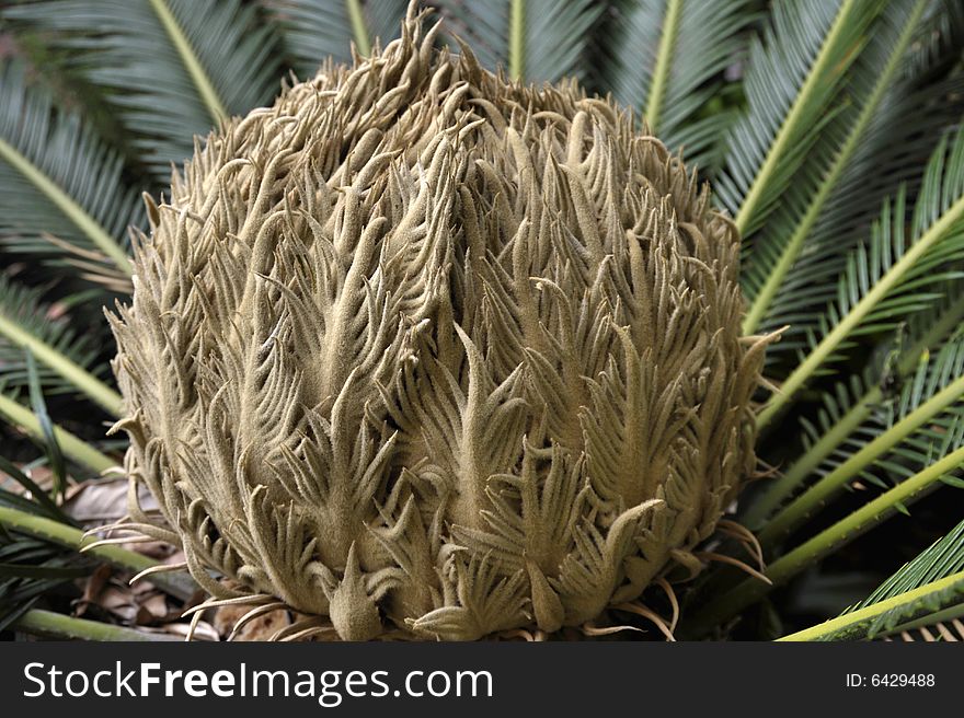 Sprouts of date palm in the garden during the summer. Sprouts of date palm in the garden during the summer