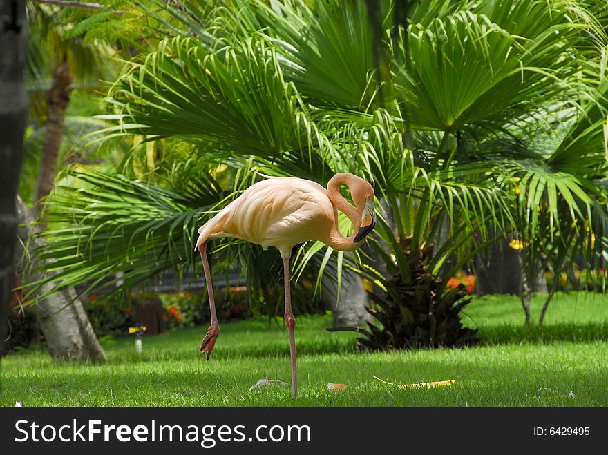 A view with a Flamingo profile, in the Garden. A view with a Flamingo profile, in the Garden