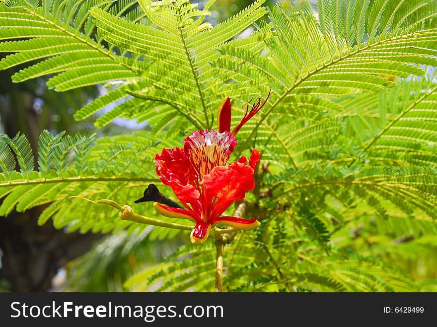 Red flower, wild flower tropical. Red flower, wild flower tropical