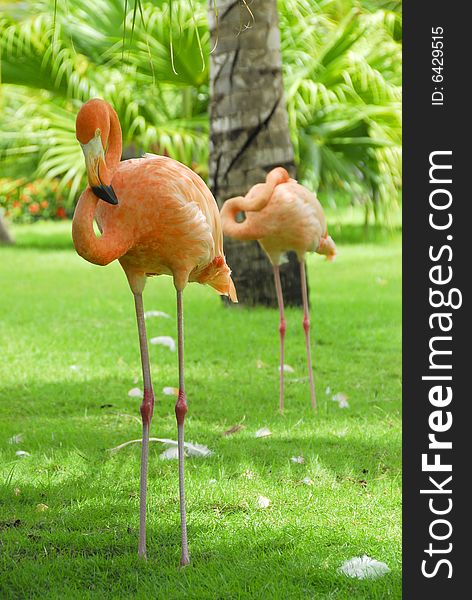 Flamingos in the sun in tropical garden