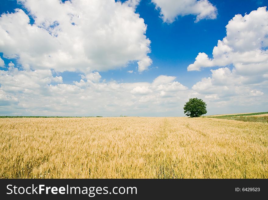 Wheat field and single tree landscape