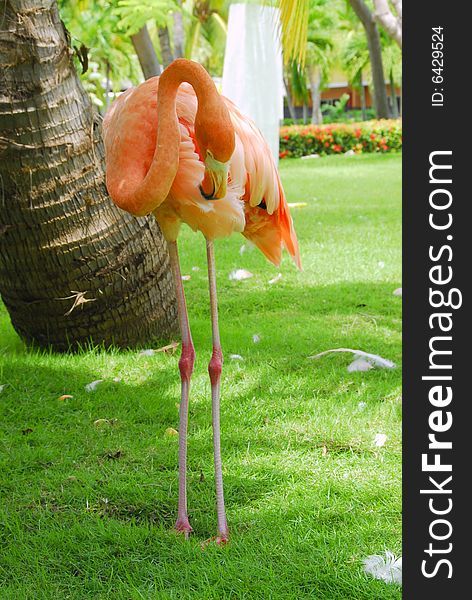 Flamingo in the sun in tropical garden