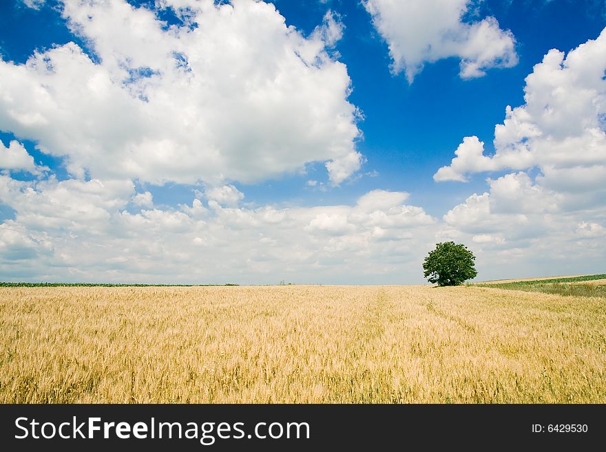 Wheat field and single tree landscape