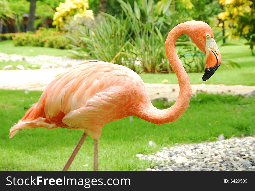 Flamingo pink profile in the sun in tropical garden. Flamingo pink profile in the sun in tropical garden