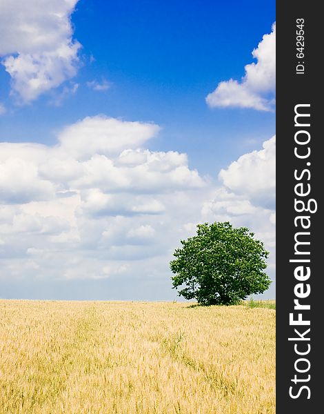 Wheat field and single tree landscape