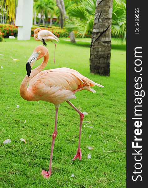 Pink flamingos in tropical garden