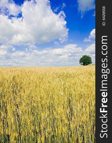 Wheat field and single tree landscape