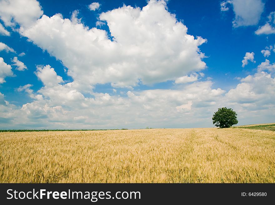 Wheat field and single tree landscape